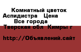 Комнатный цветок Аспидистра › Цена ­ 150 - Все города  »    . Тверская обл.,Кимры г.